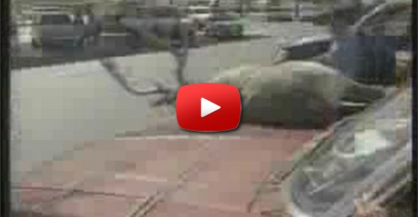 Dead Deer Talking Prank